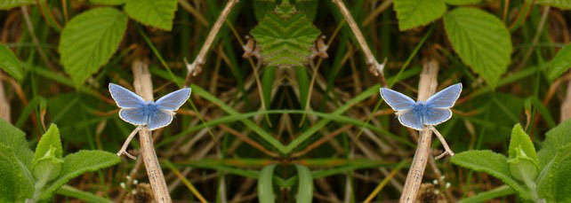 Sue Thomas Butterfly